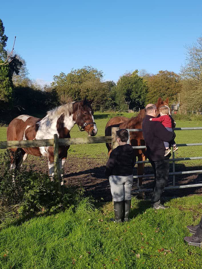 Horses by the site fence