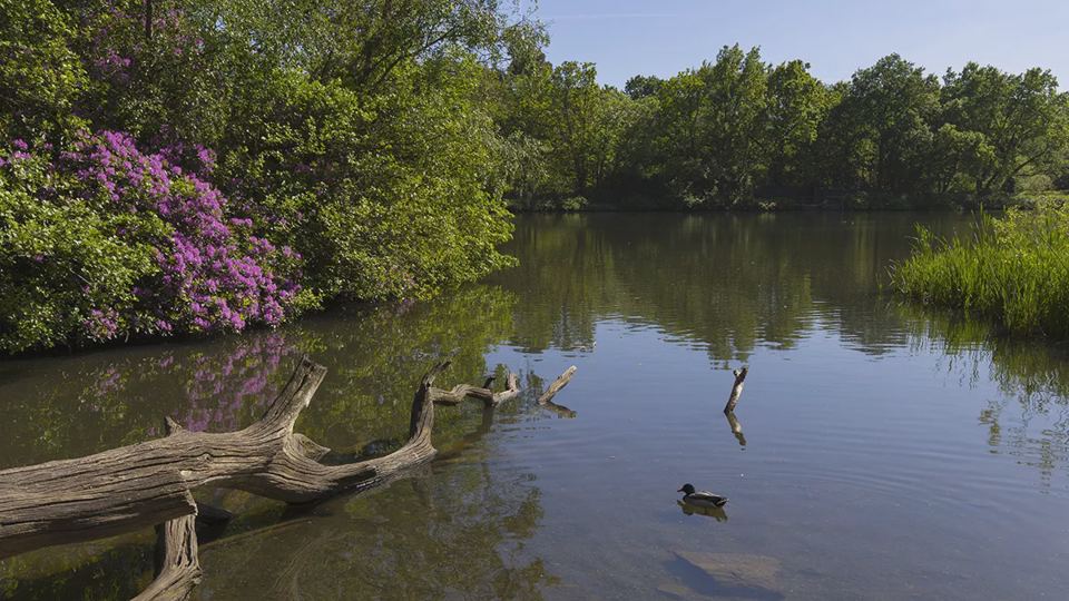 Pond with a duck and fallen log