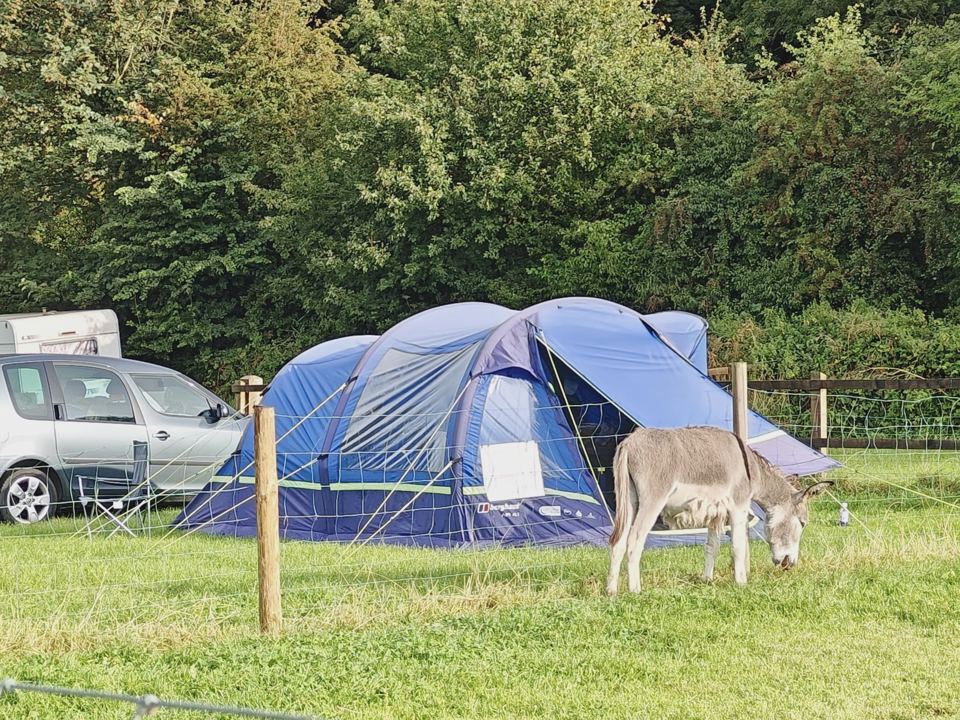 Tent with a donkey grazing nearby