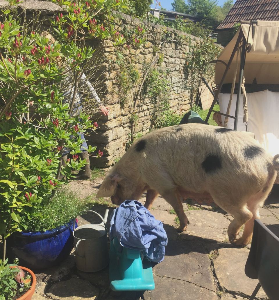 Gloucester Old Spot pig in the garden