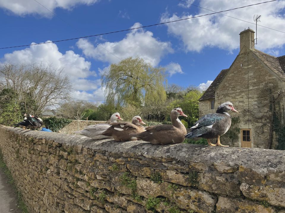 Ducks on the farm wall