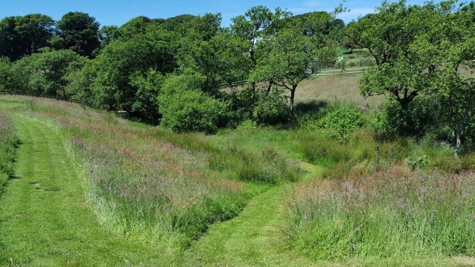 Grassy path through the meadow