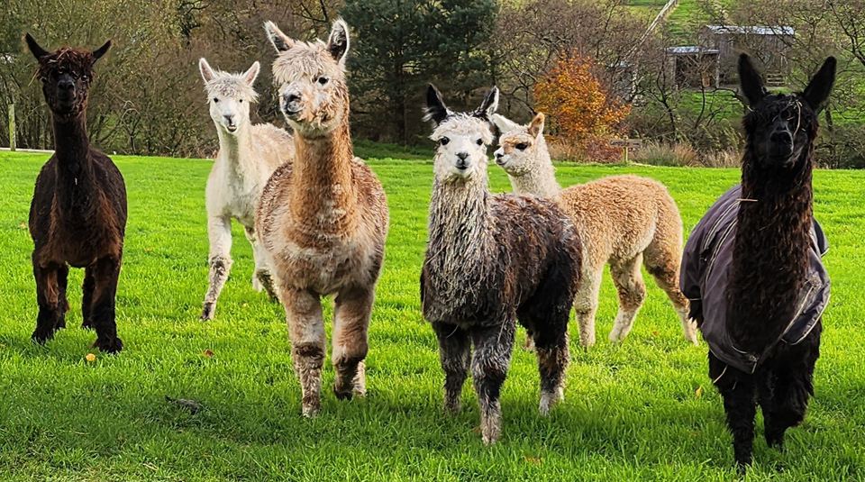 Alpacas in the field