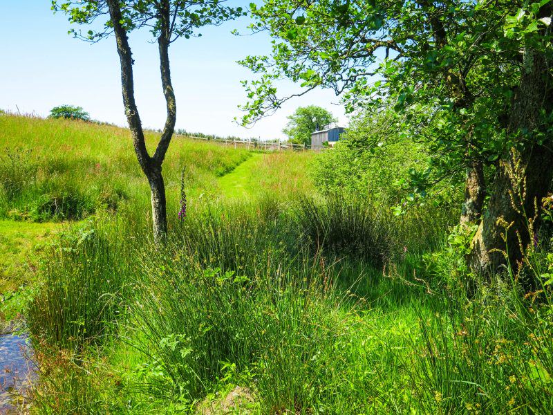 Meadow path between the trees