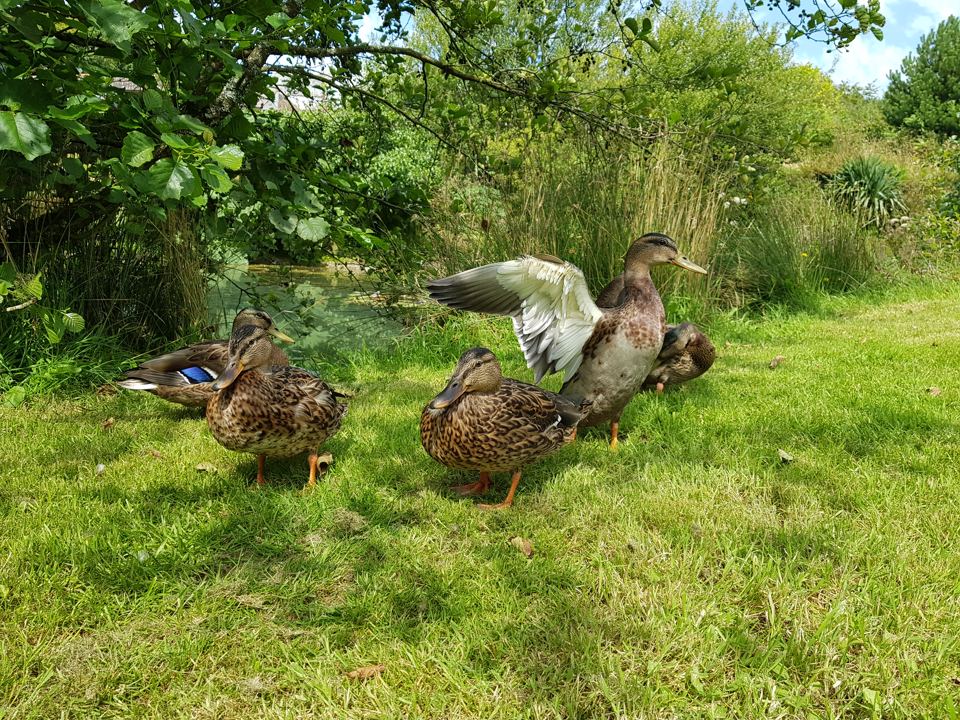 Ducks on the grass