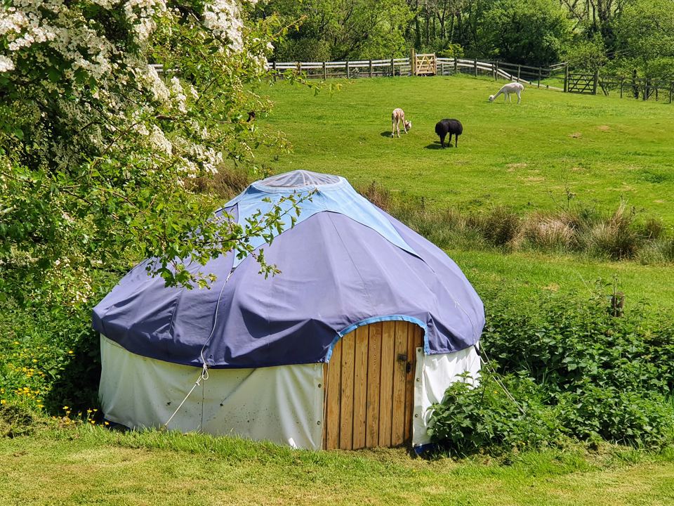 Yurt in the field with sheep