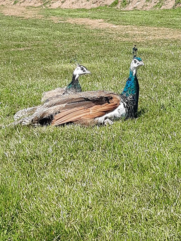 Peacocks on the lawn