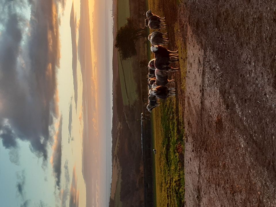 Sheep in the field at sunset