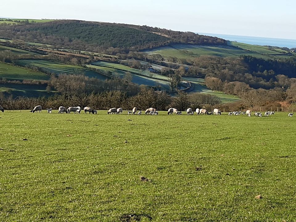 Cows grazing in the valley