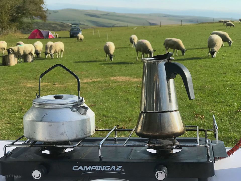 Sheep grazing beside the camping field