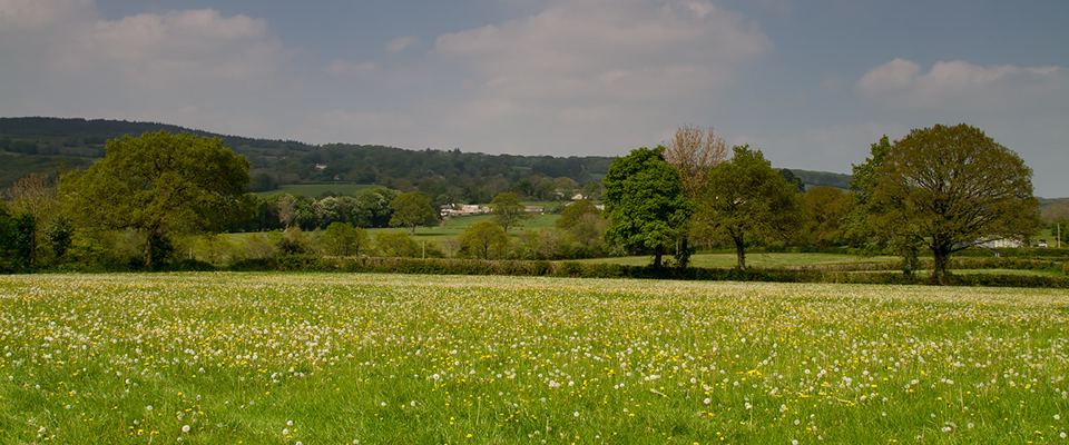 Wildflower meadow with trees