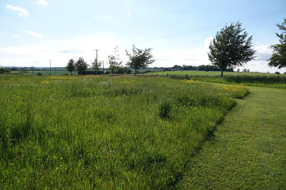 Mown path through the meadow
