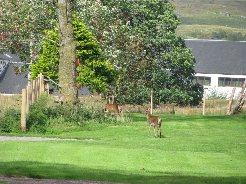 Deer on the lawn
