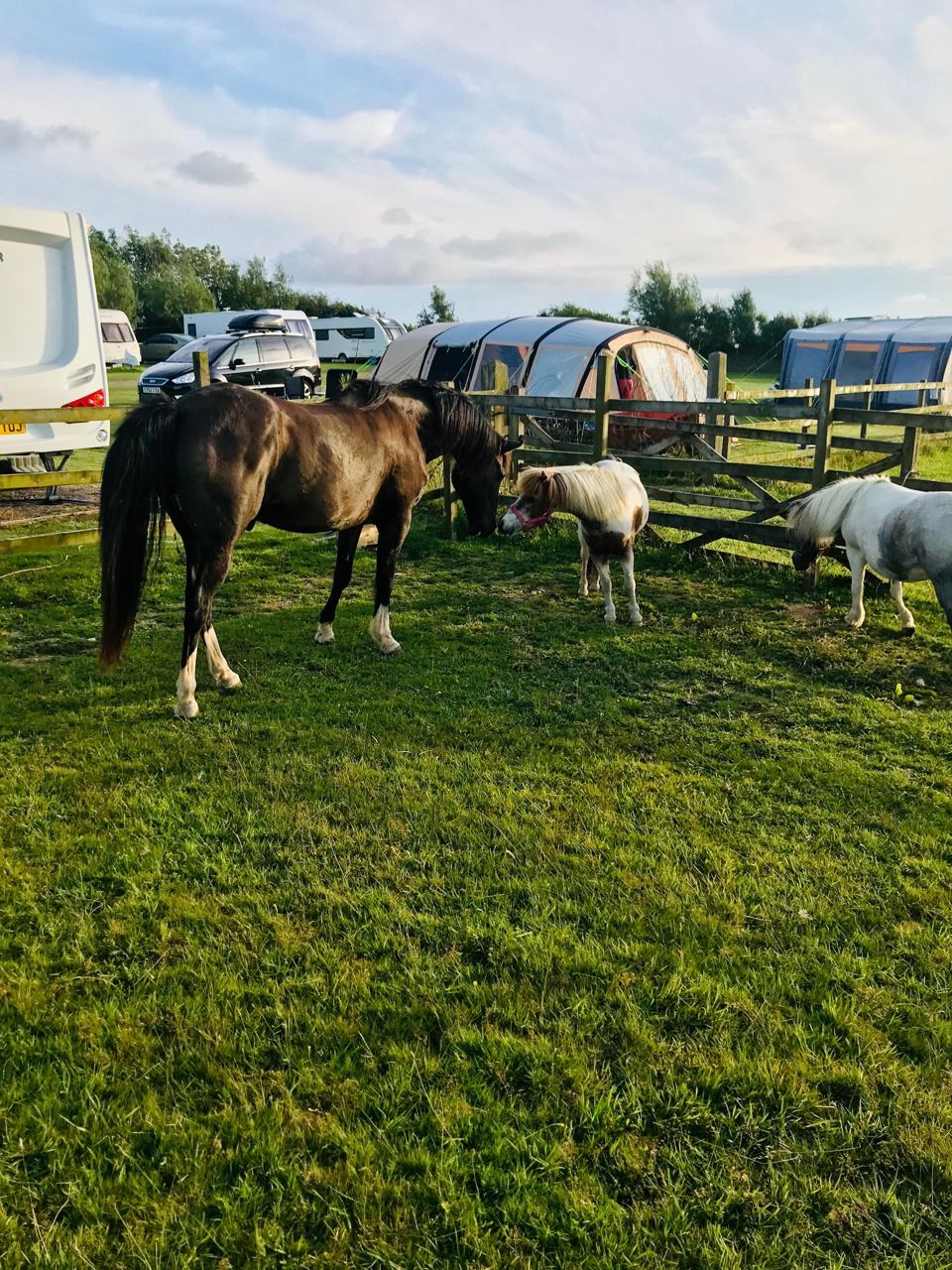 Horse and sheep beside the pitches