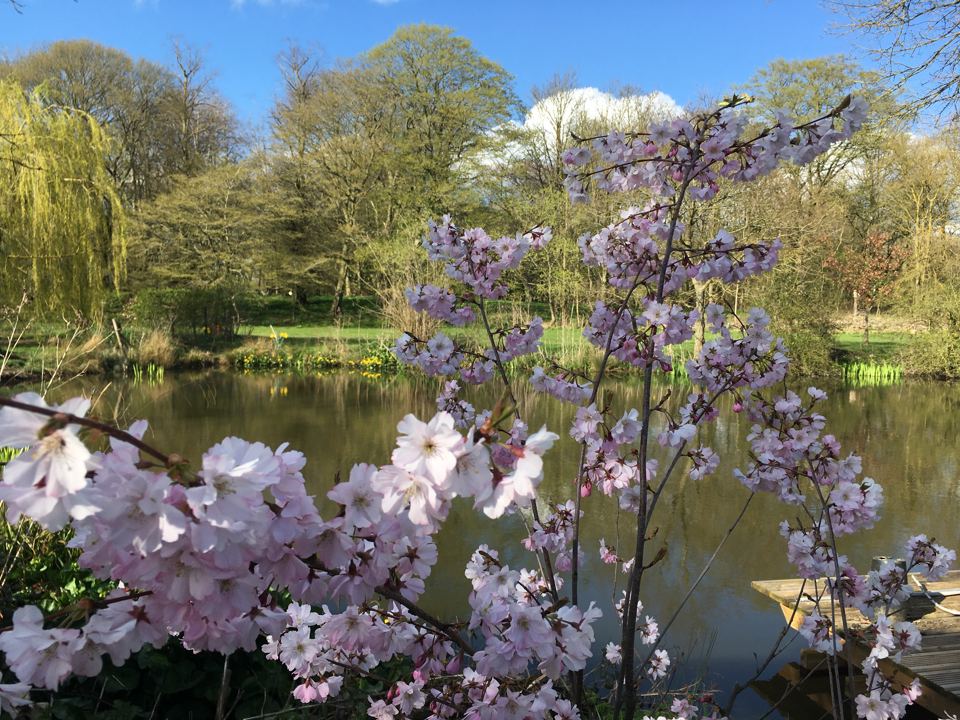 Pond with blossom