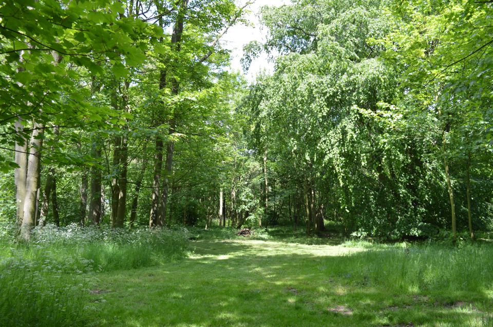 Woodland camping area
