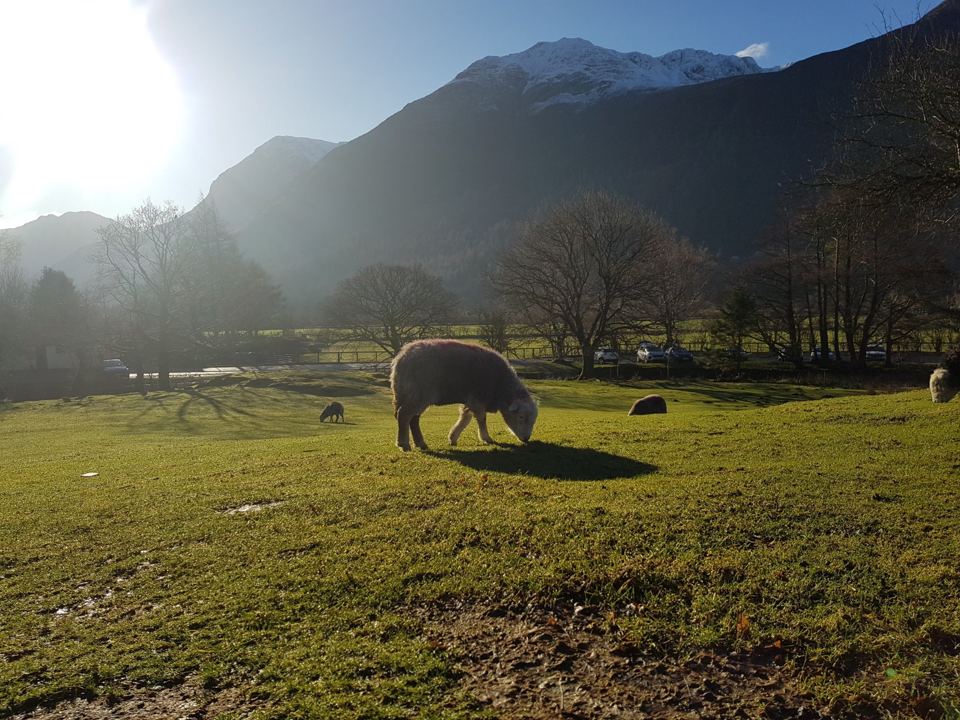 Sheep grazing with the fells beyond