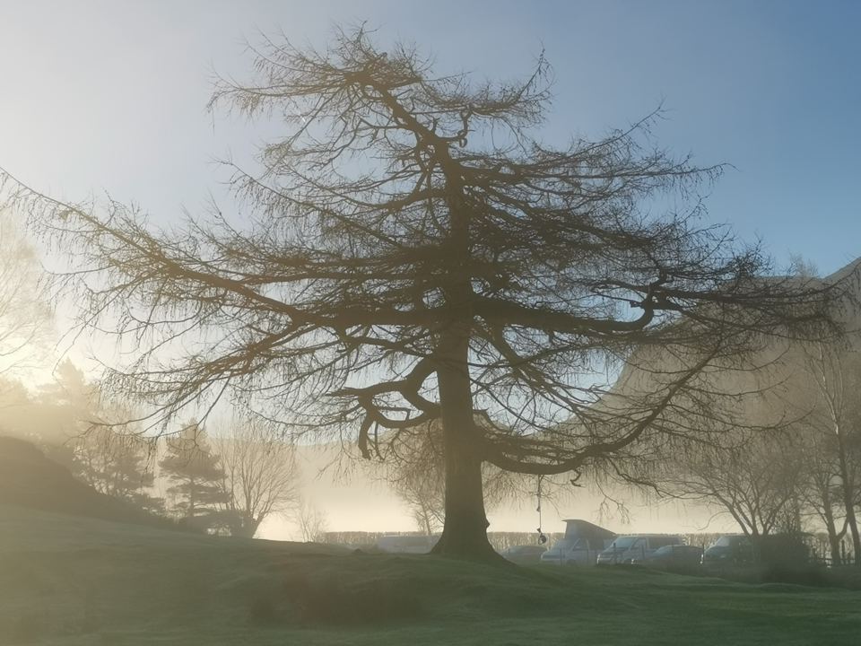 Larch tree in the morning mist