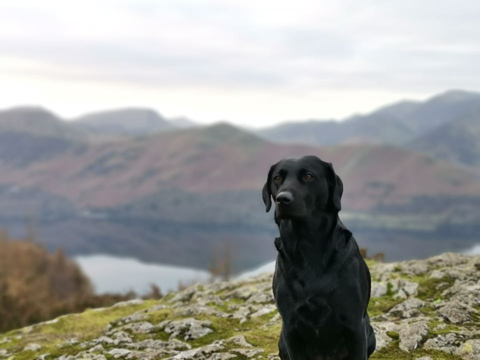 Dog on the rocks above the lake
