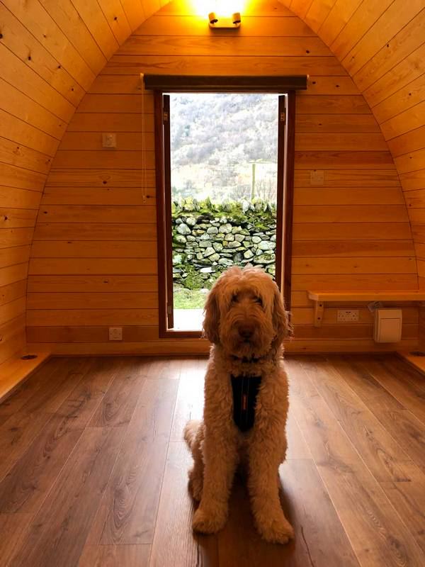 Inside a pod with a dog