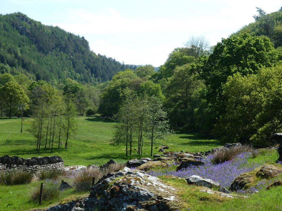 Meadow and bluebells