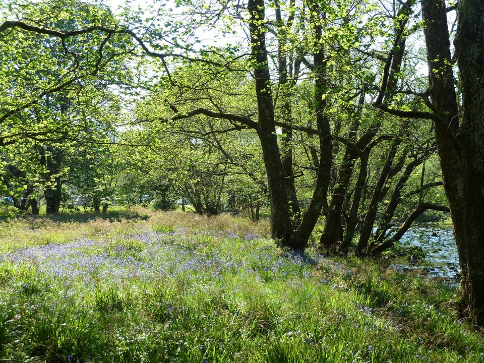 Bluebell wood by the river