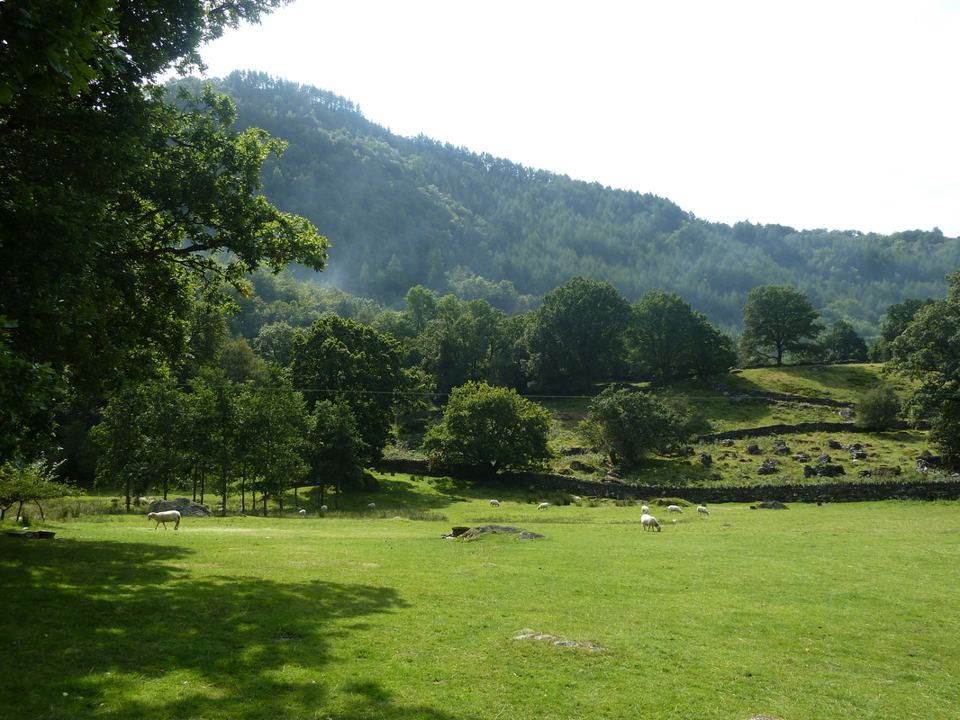 Grazed field below the hills