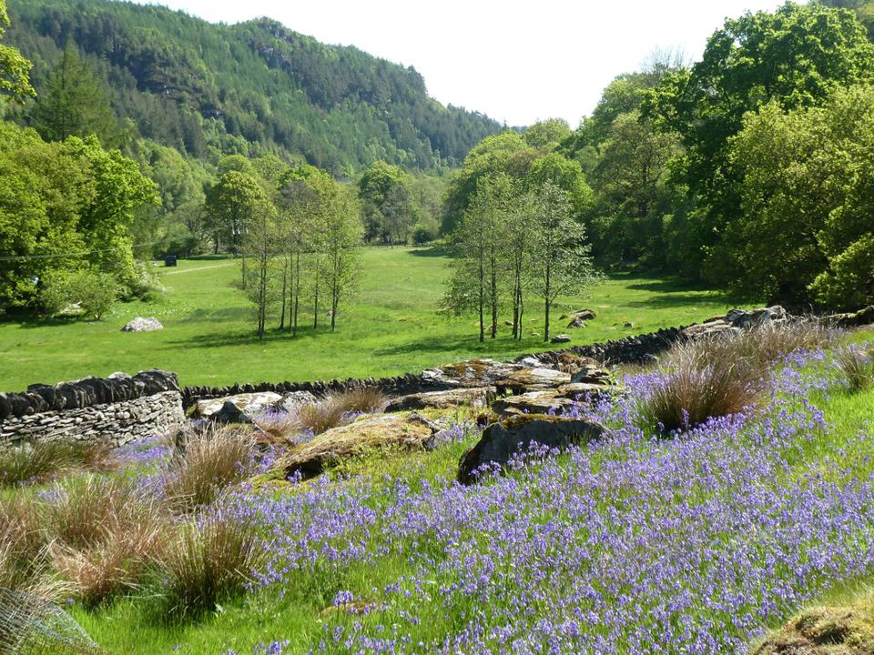 Bluebells beside the field