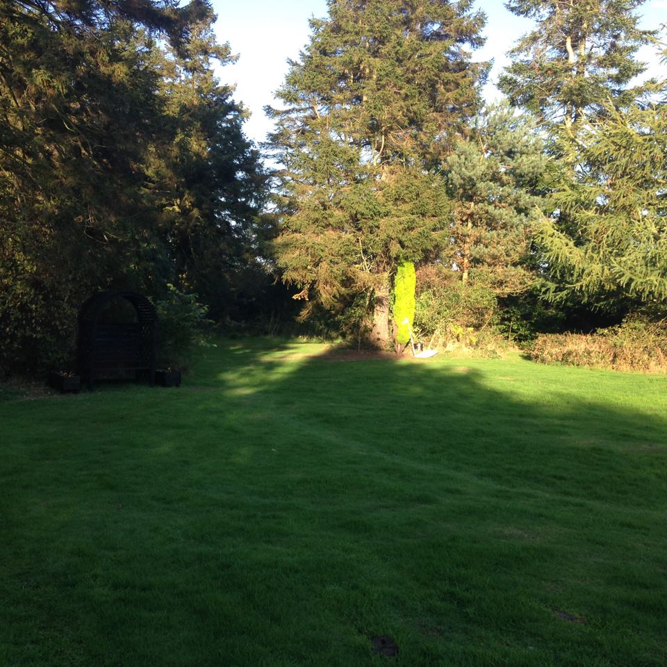 Lawn among the trees