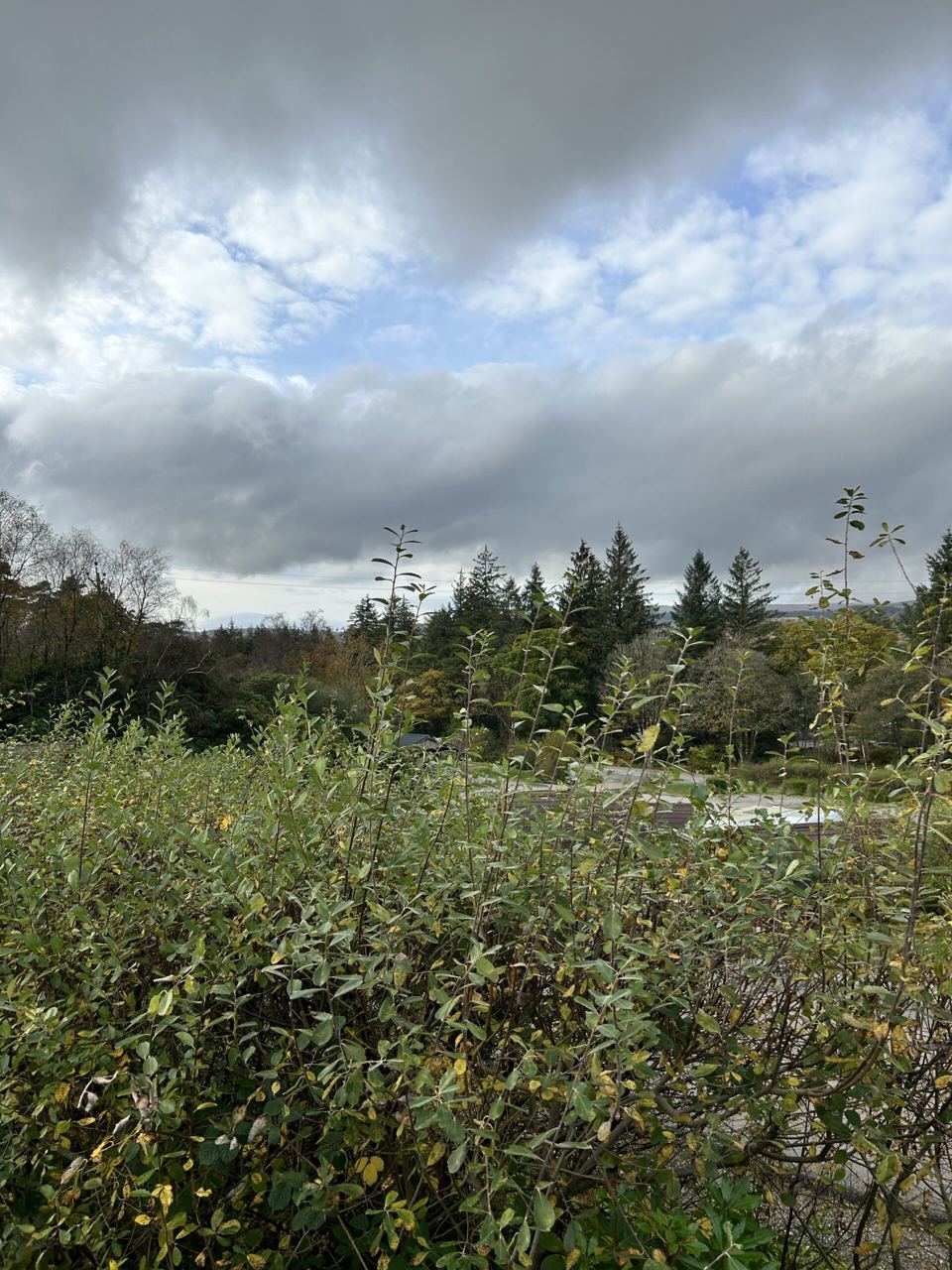 Loch and forest view
