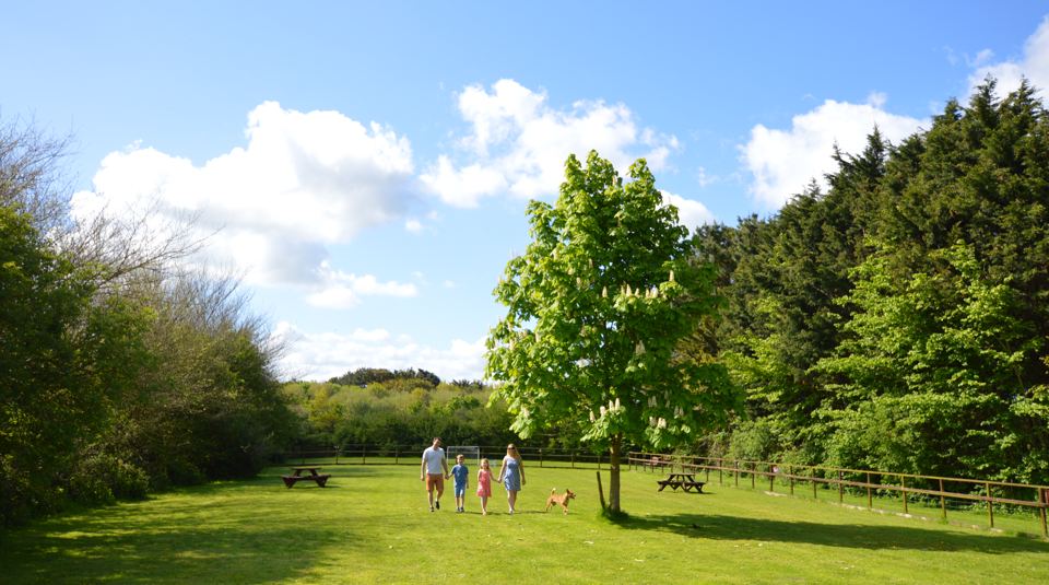 Grass field under a tree