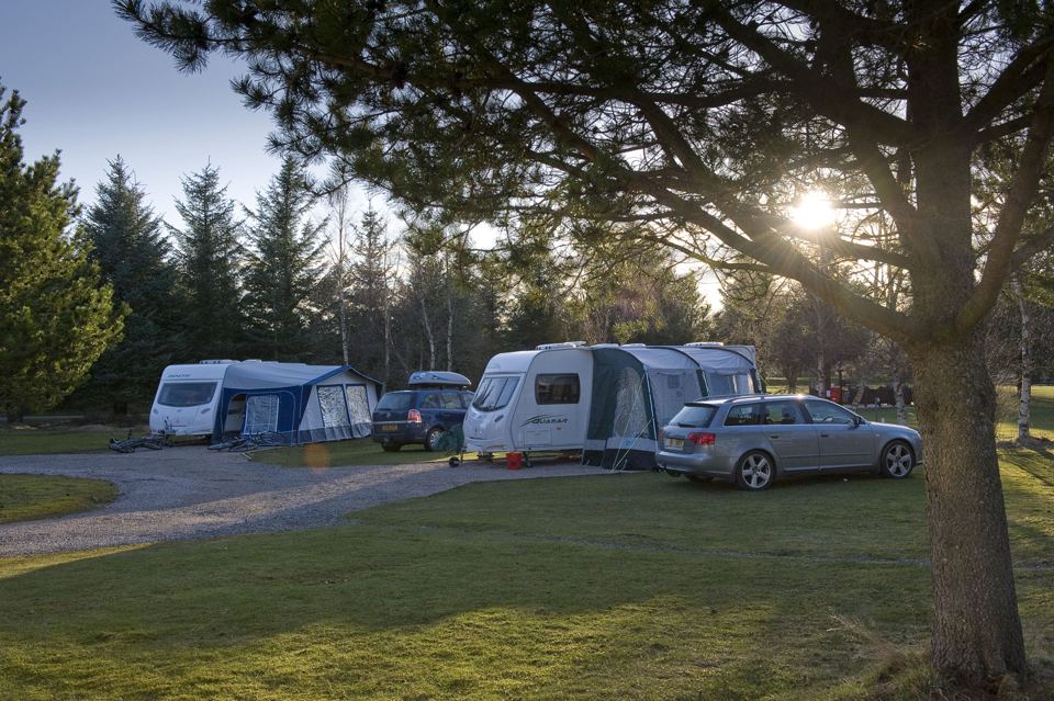 Caravans pitched among pines