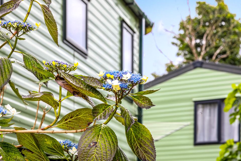 Caravan and hydrangeas