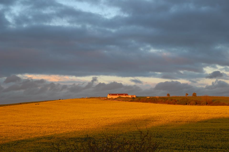 Farm fields at sunset