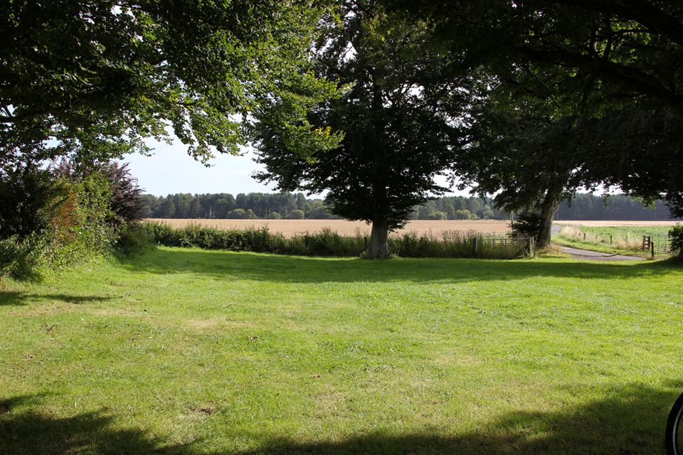 Open grass under trees