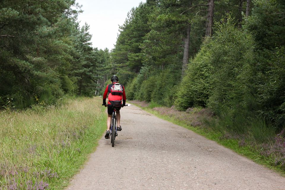 Cycle track through the forest
