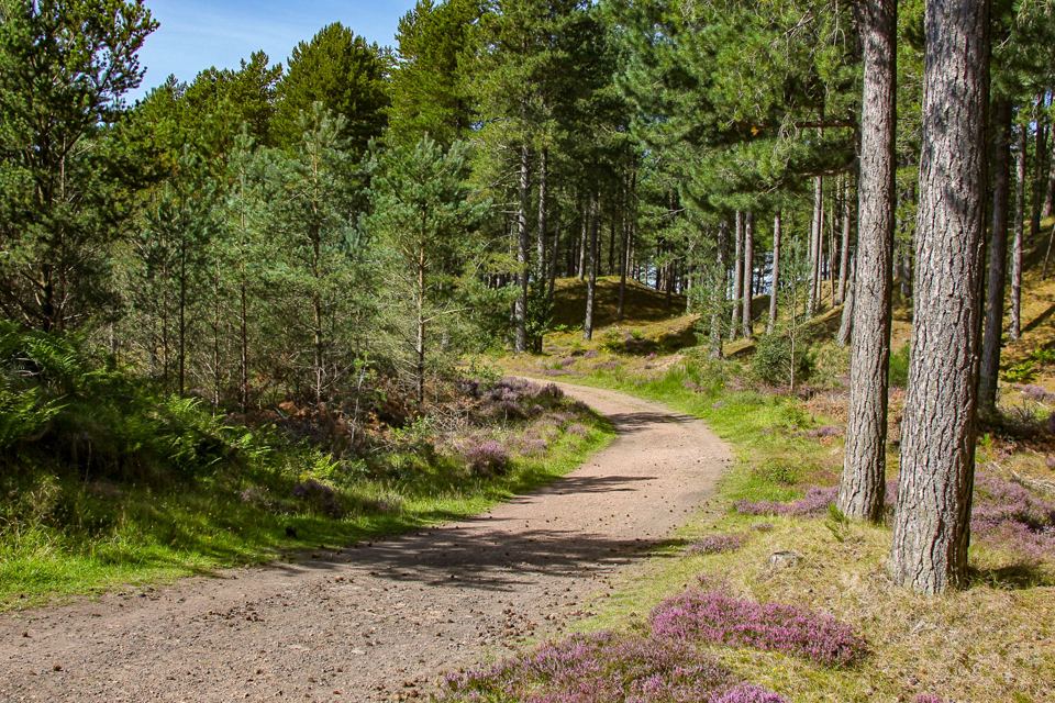 Forest track at Tentsmuir