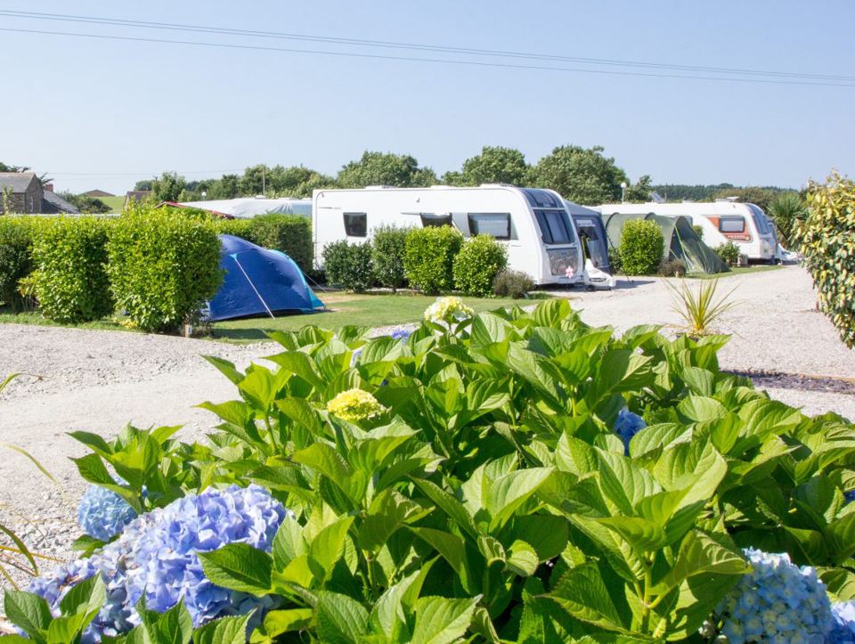 Caravans and tents behind hydrangeas