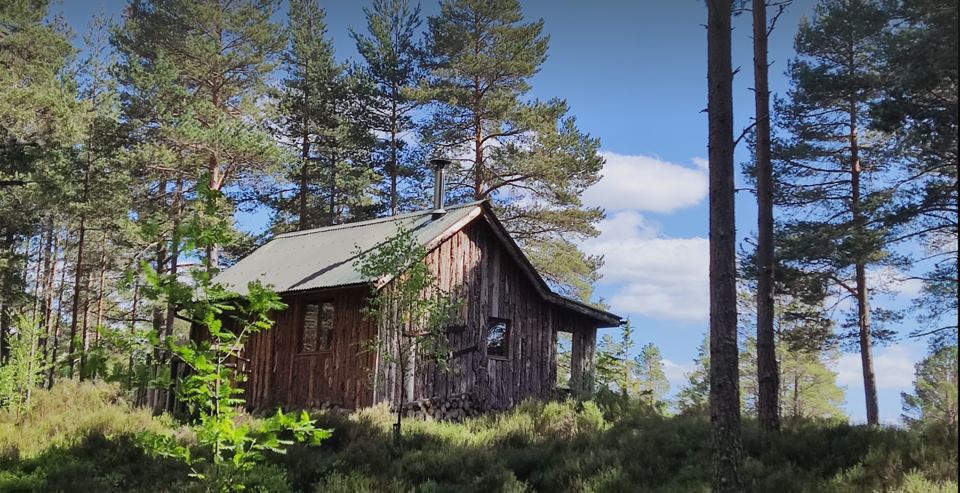 Cabin among the pines
