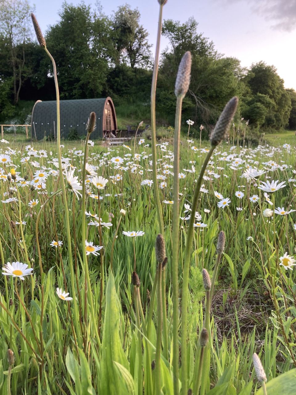 Pod beyond the daisy meadow