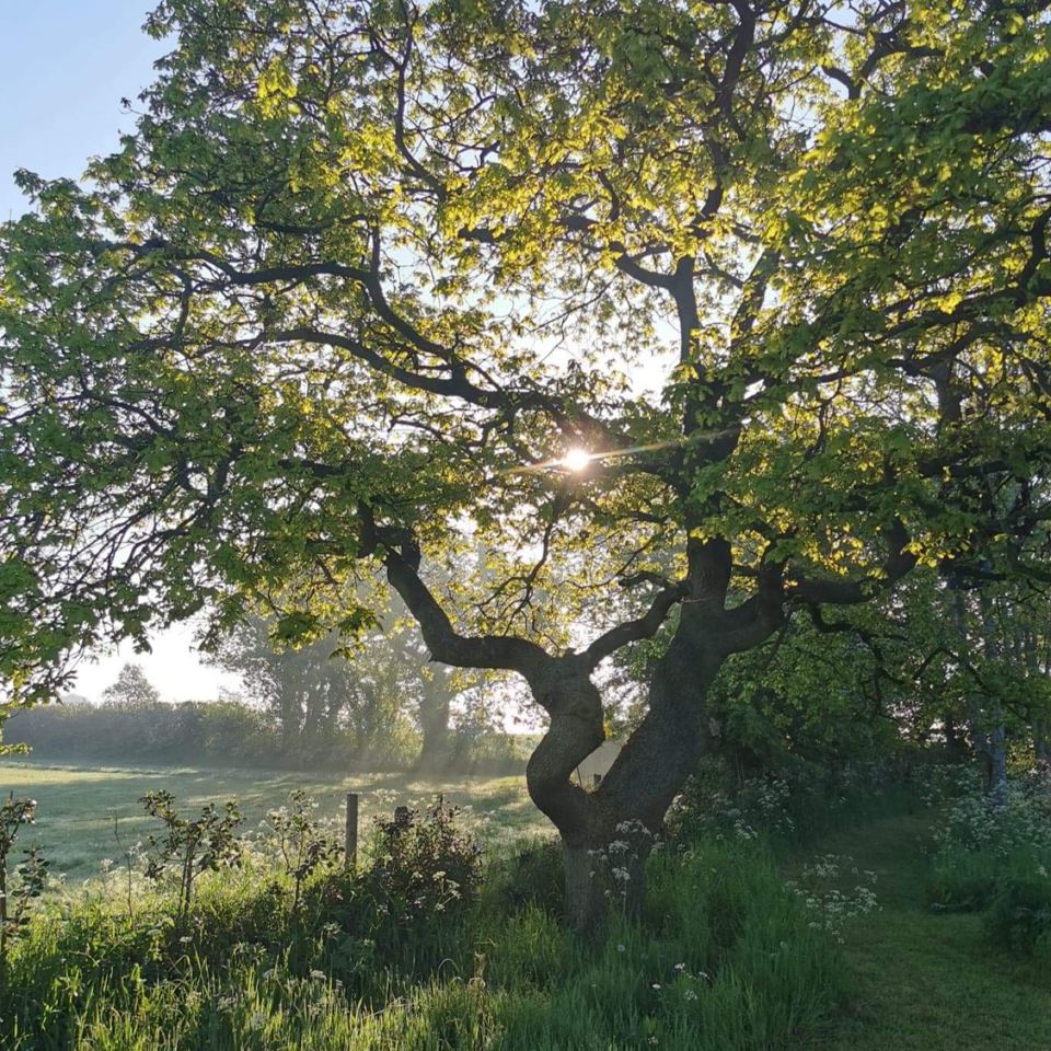 The old oak in the meadow