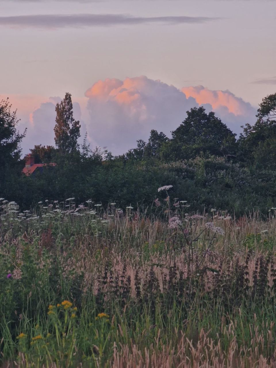 Wildflower meadow at dusk