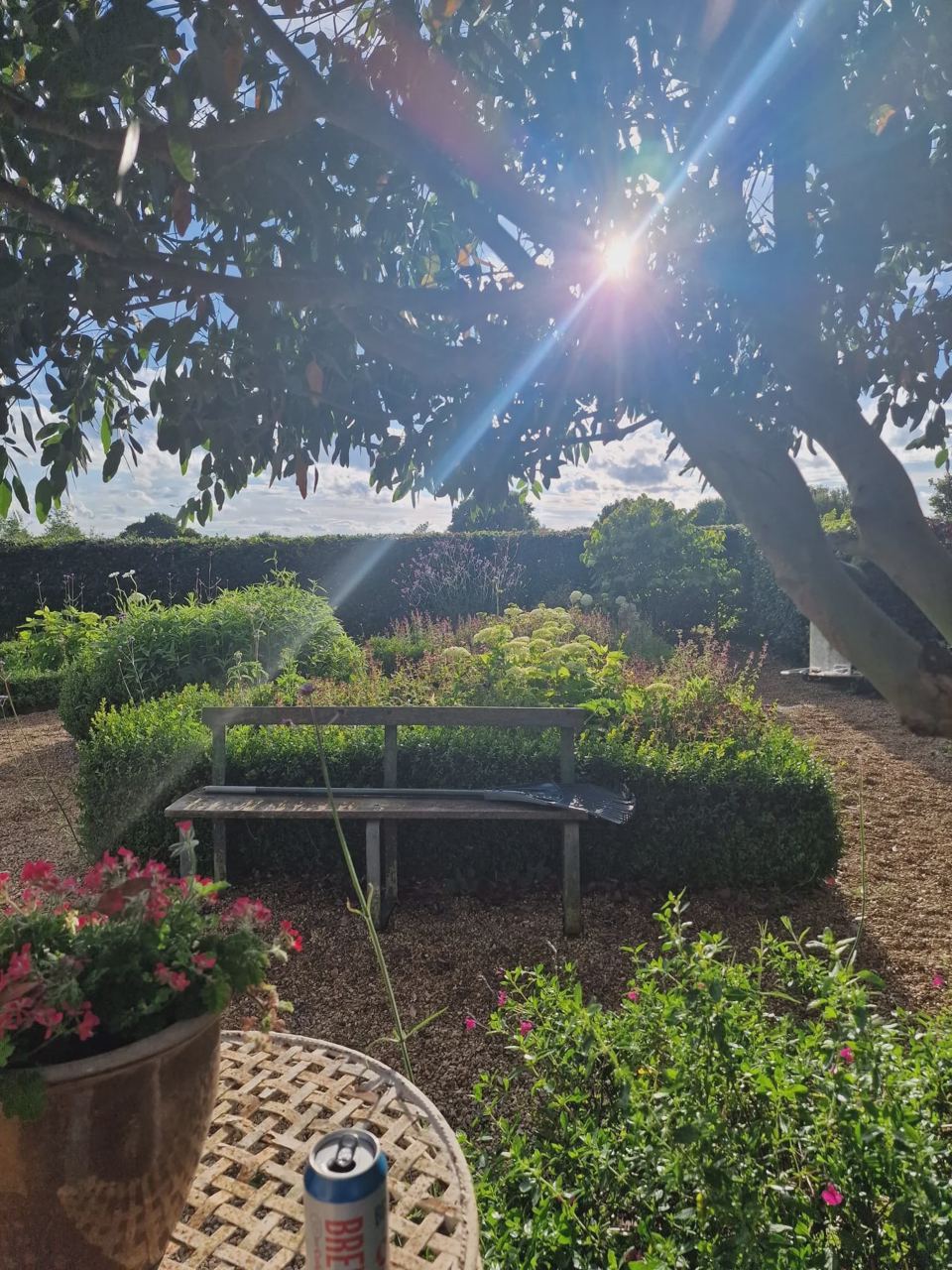 Hedged garden under the oak