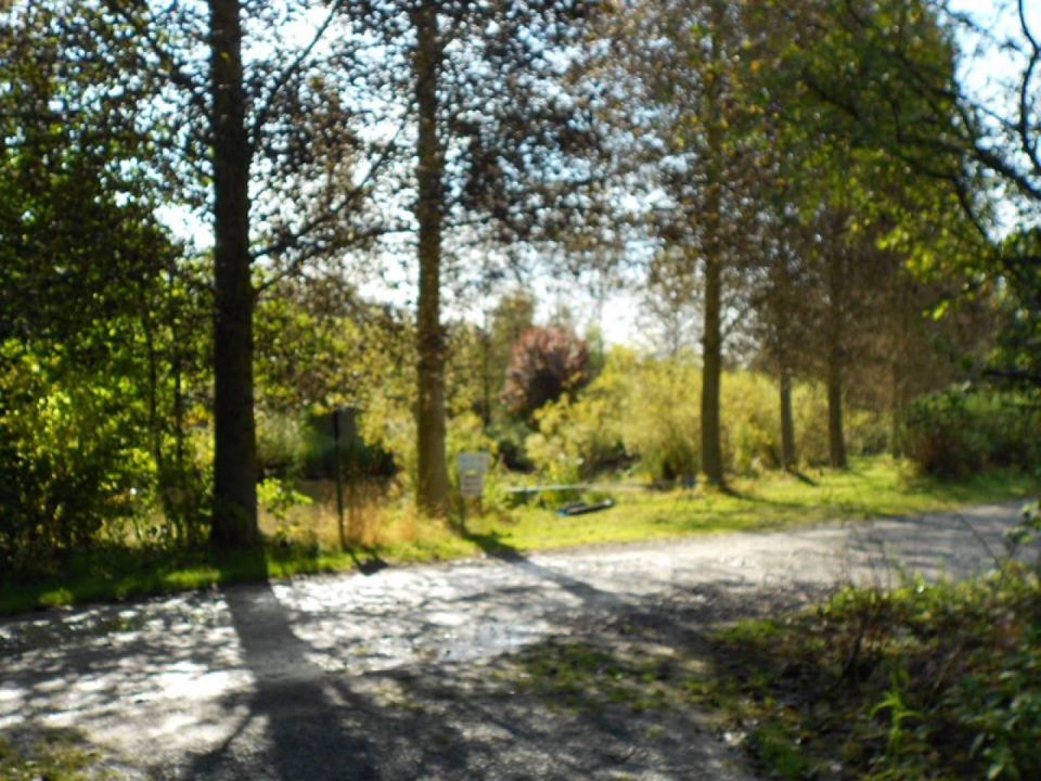 Tree-lined track on site