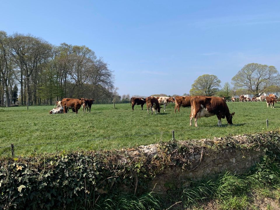 Cattle in the field next door
