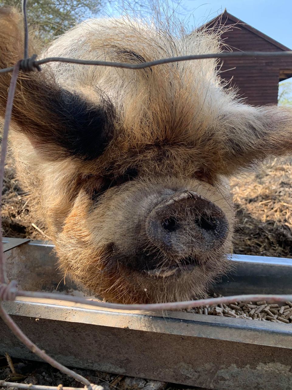Farm pig