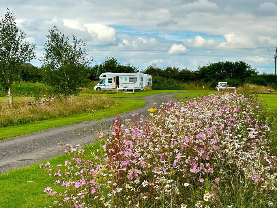 Wild flowers beside the pitch track