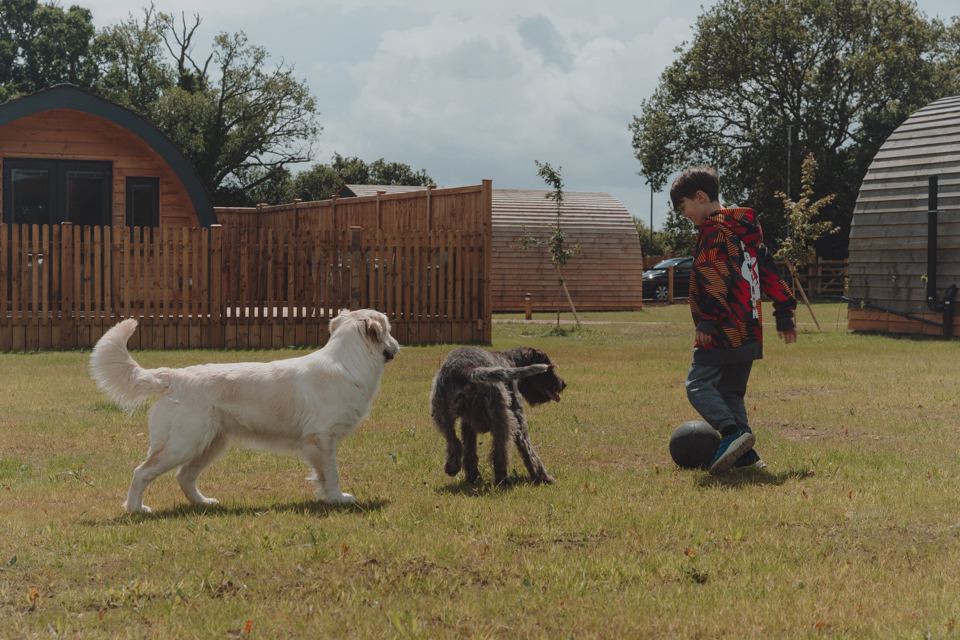 Dogs on the grass between pods
