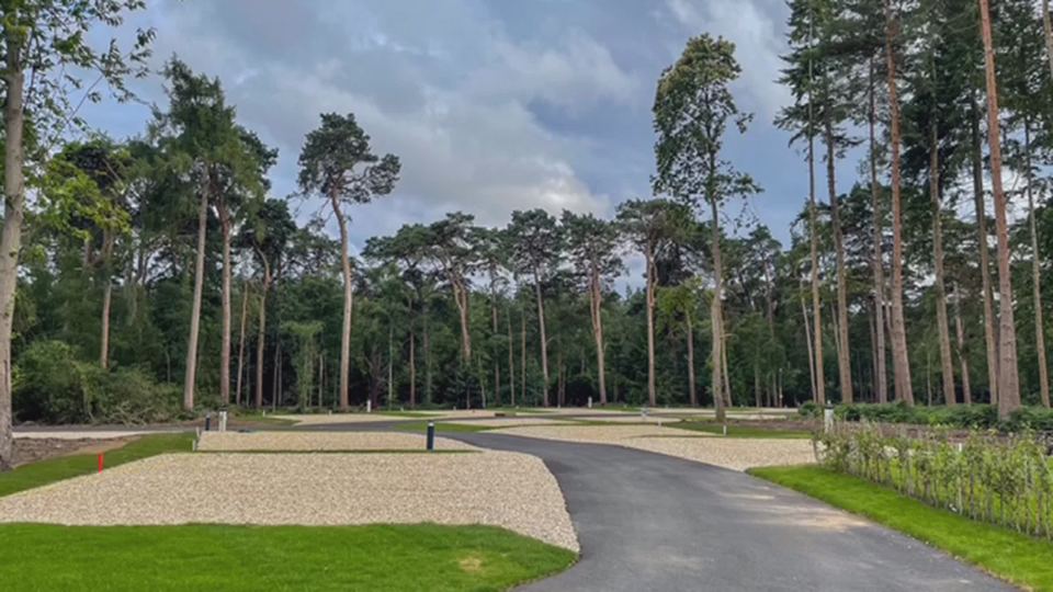 Pitches in the pines