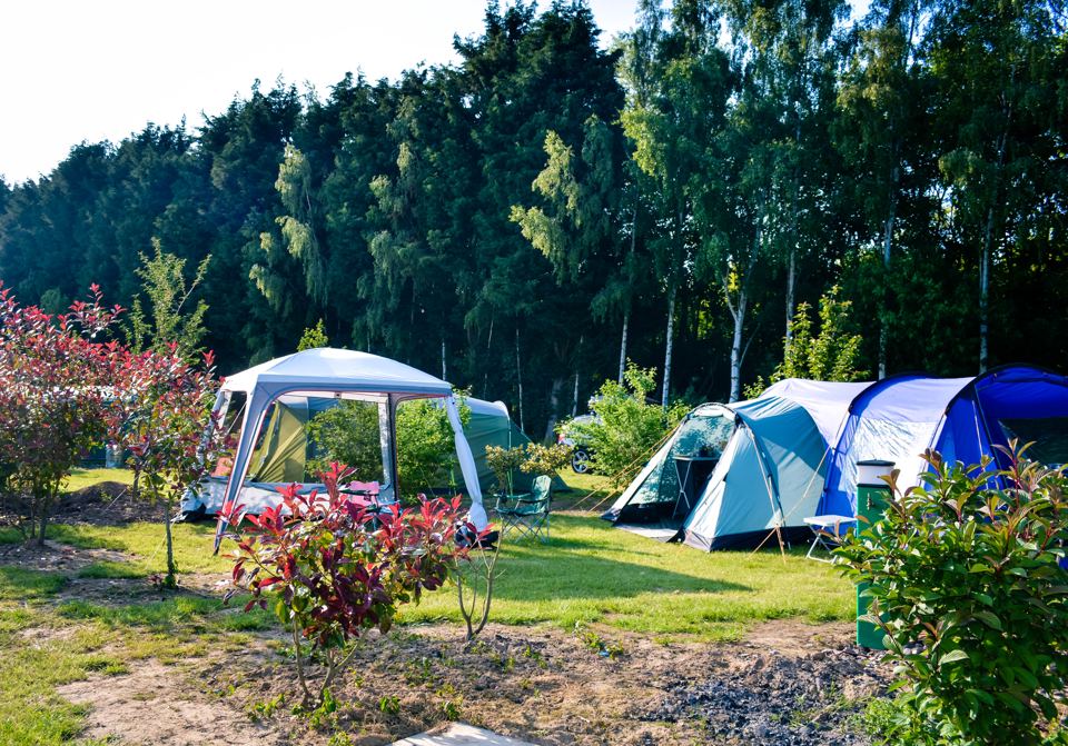 Tents on grass by the trees